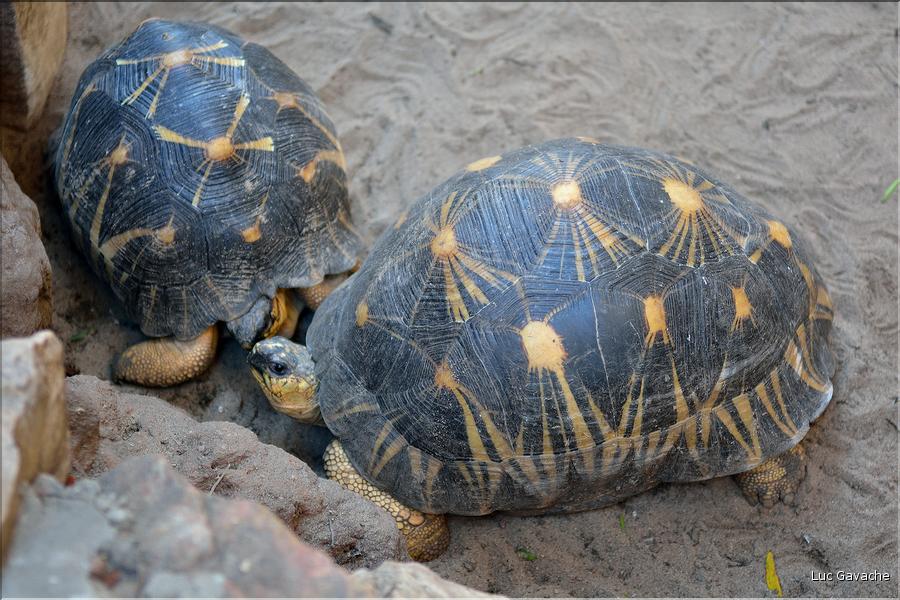 La magnifique tortue étoilée de Madagascar. (4)