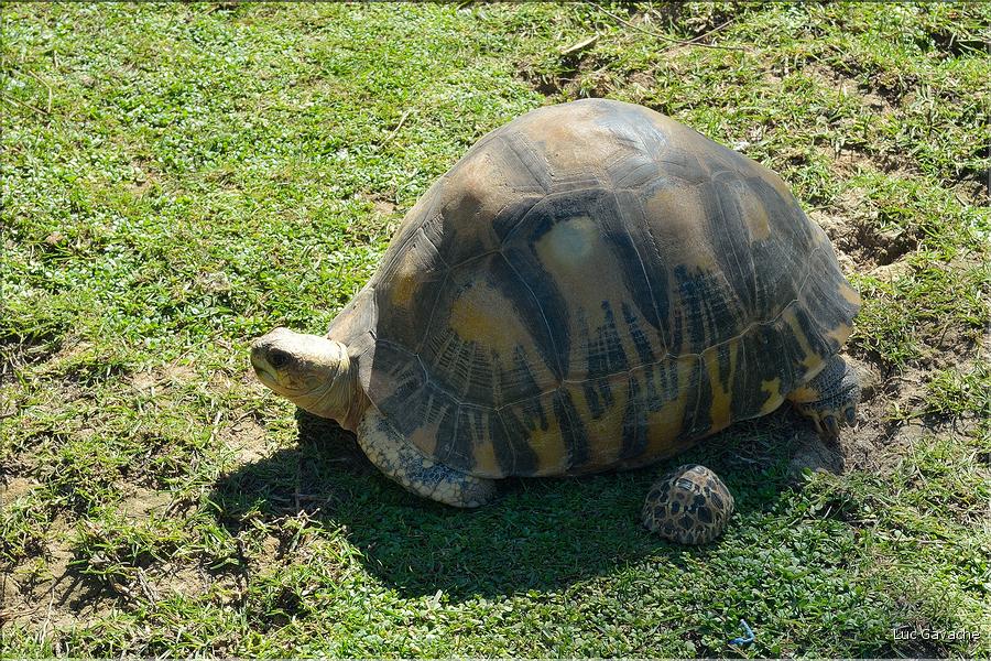 La magnifique tortue étoilée de Madagascar. (7)