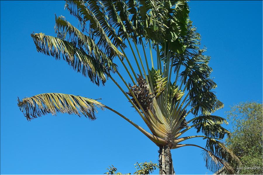 L'arbre du voyageur est originaire de Madagascar. (1)