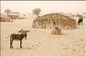 Village d'Haman Kora habité par les Songho