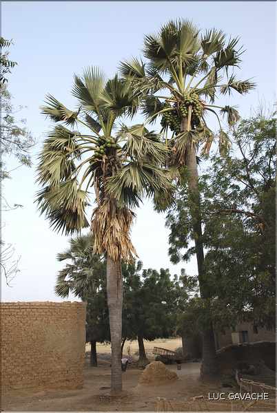 Palmier Ronier, petit village de Diakaweli