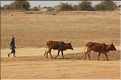 Scéne de vie quotidienne dans le village de  Diafarabé (6)