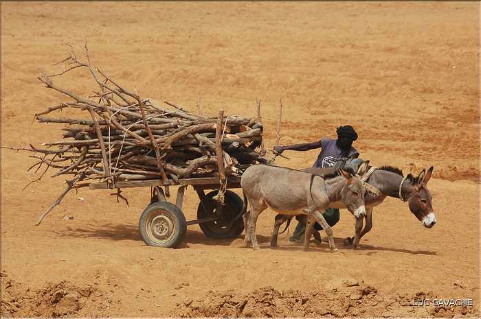 Scéne de vie quotidienne dans le village de  Diafarabé (7)