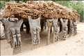 Case à palabre  dans le village d'Endé, pays Dogon (5)