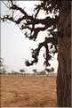 Baobab au pays Dogon