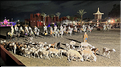 À Marrakech comme dans tout le Maroc se déroule les célèbres fantasias, cette tradition équestre qui simule un assaut guerrier. (13)