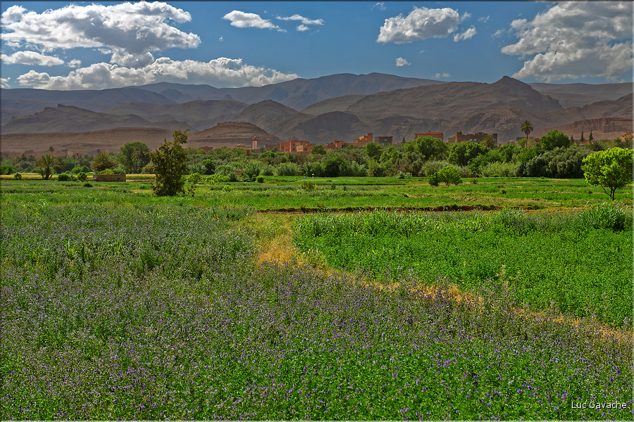 La palmeraie et les jardins deTinghir. (3)