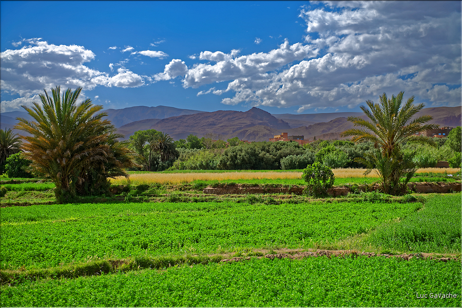La palmeraie et les jardins deTinghir. (6)