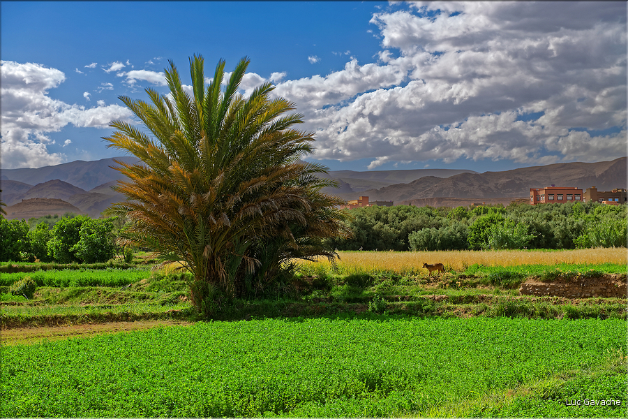 La palmeraie et les jardins deTinghir. (7)