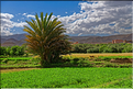 La palmeraie et les jardins deTinghir. (7)