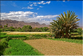 La palmeraie et les jardins deTinghir. (8)