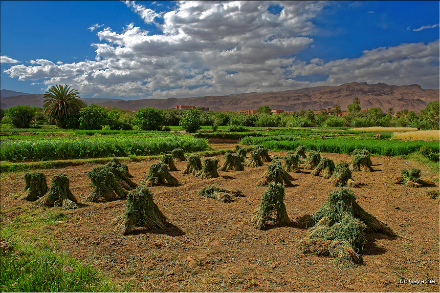 La palmeraie et les jardins deTinghir. (9)