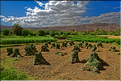 La palmeraie et les jardins deTinghir. (9)