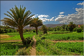 La palmeraie et les jardins deTinghir. (11)