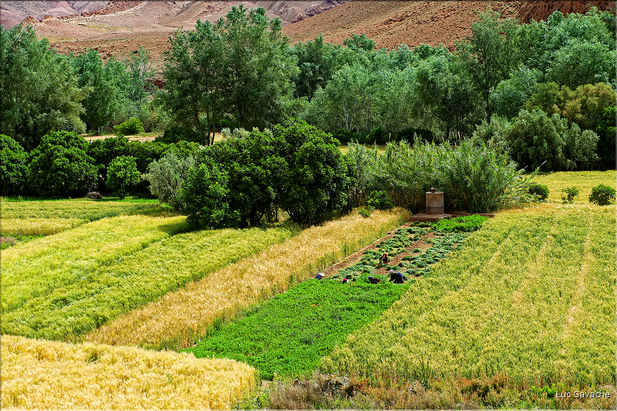 Dans la vallée du Dadès se succèdent les villages et les kasbahs de pisés, mais aussi les jardins avec les activités qui y sont liées. (3)