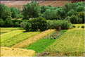 Dans la vallée du Dadès se succèdent les villages et les kasbahs de pisés, mais aussi les jardins avec les activités qui y sont liées. (3)