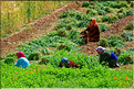 Dans la vallée du Dadès se succèdent les villages et les kasbahs de pisés, mais aussi les jardins avec les activités qui y sont liées. (5)