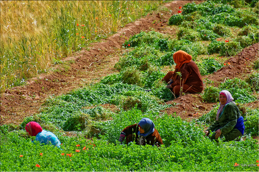 Dans la vallée du Dadès se succèdent les villages et les kasbahs de pisés, mais aussi les jardins avec les activités qui y sont liées. (6)