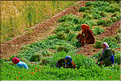 Dans la vallée du Dadès se succèdent les villages et les kasbahs de pisés, mais aussi les jardins avec les activités qui y sont liées. (6)