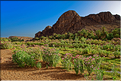 À quelques kilomètres de Ouarzazate se trouve l'oasis Fint, qui veut dire caché en berbère. (7)