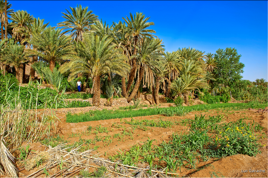 À quelques kilomètres de Ouarzazate se trouve l'oasis Fint, qui veut dire caché en berbère. (13)