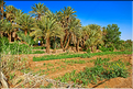 À quelques kilomètres de Ouarzazate se trouve l'oasis Fint, qui veut dire caché en berbère. (13)