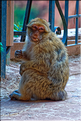 Les singes magots des cascades d'Ouzoud. (1)