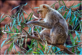 Les singes magots des cascades d'Ouzoud. (3)