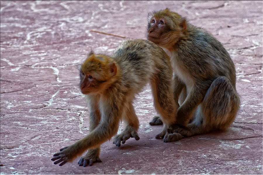 Les singes magots des cascades d'Ouzoud. (7)