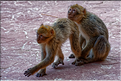 Les singes magots des cascades d'Ouzoud. (7)