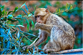 Les singes magots des cascades d'Ouzoud. (8)