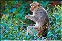 Les singes magots des cascades d'Ouzoud. (11)