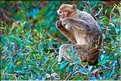 Les singes magots des cascades d'Ouzoud. (12)