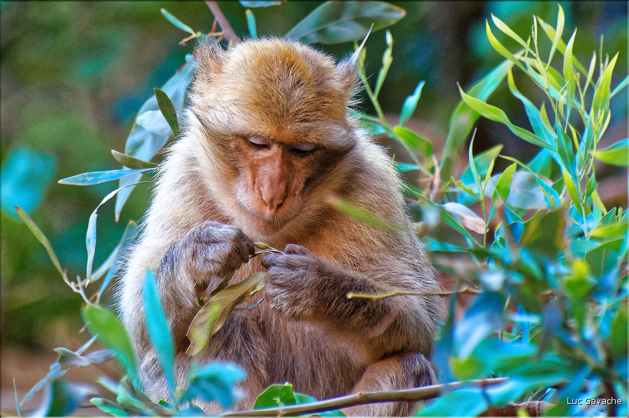 Les singes magots des cascades d'Ouzoud. (13)