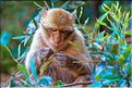 Les singes magots des cascades d'Ouzoud. (13)