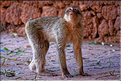 Les singes magots des cascades d'Ouzoud. (14)