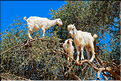 À l'approche d'Essaouira, les cultures d'arganier se succèdent. (6)