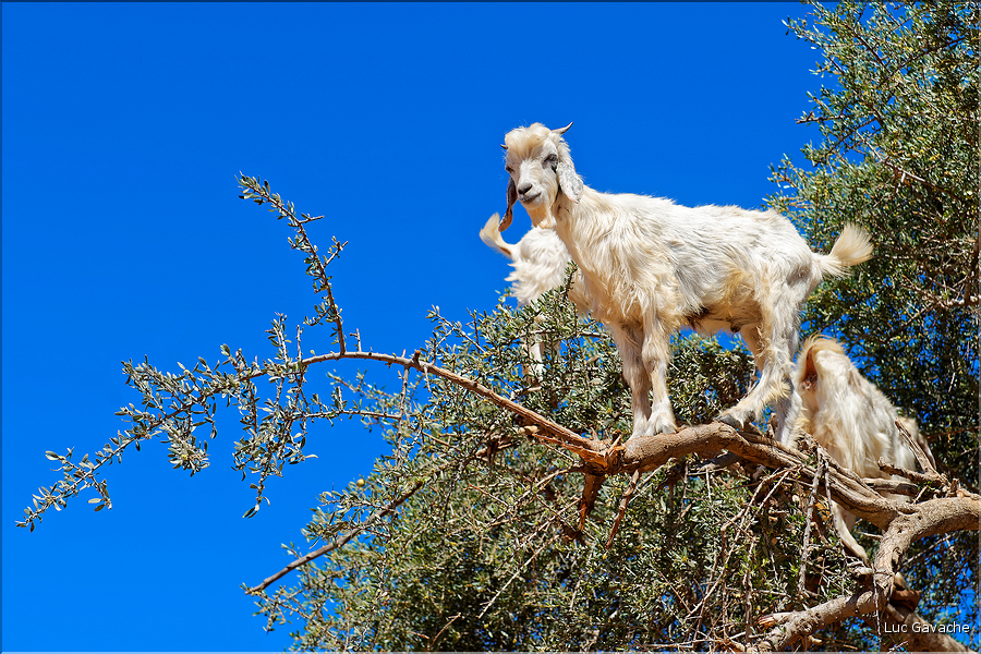 À l'approche d'Essaouira, les cultures d'arganier se succèdent. (9)