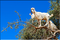 À l'approche d'Essaouira, les cultures d'arganier se succèdent. (9)