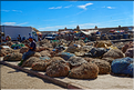 Le port de pêche d'Essaouira. (9)