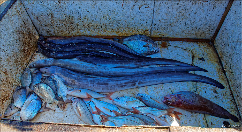 Le port de pêche d'Essaouira. (16)