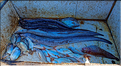 Le port de pêche d'Essaouira. (16)