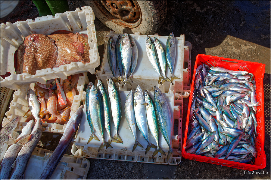 Le port de pêche d'Essaouira. (17)