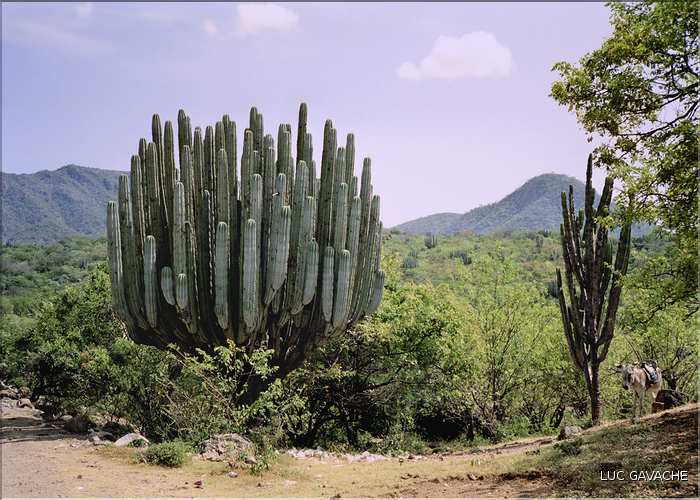 Paysage typique du Mexique avec d'immenses cactus.