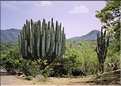 Paysage typique du Mexique avec d'immenses cactus.