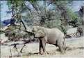 Eléphant du désert du Namib, Damaraland, Namibie (2)