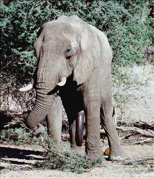 Eléphant du désert du Namib, Damaraland, Namibie (3)