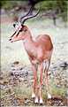 Impala du parc d'Etosha, Namibie (1)