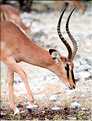 Impala du parc d'Etosha, Namibie (2)