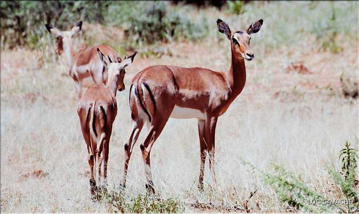 Impala du parc d'Etosha, Namibie (3)